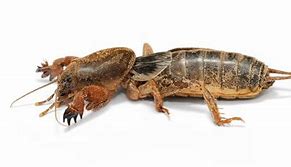 Image result for Crickets That Fly