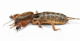 Image result for Cricket Animal Simple