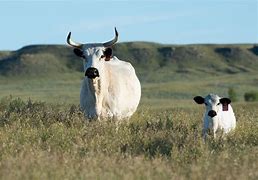 Image result for Ancient Cattle