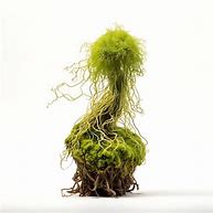 Image result for Angel Hair Moss