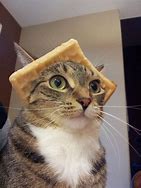 Image result for Waffles The Cat Memes
