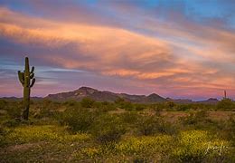 Image result for Arizona Desert in Bloom Images 1920X1080