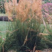 Image result for Sorghastrum nutans