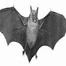 Image result for Transparent Halloween Bats