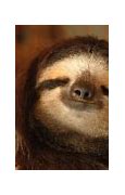 Image result for Sloth Best Friends