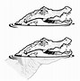 Image result for Crocodile Head Drawing