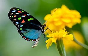 Image result for Image of Beautiful Butterfly