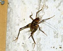 Image result for Brown Crickets In-House