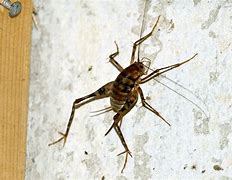 Image result for Cave Cricket Eggs