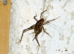 Image result for Cricket Spider Bug Looks Like
