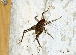 Image result for Brown Cricket Looking Insect