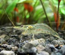 Image result for Amano Shrimp and Angelfish