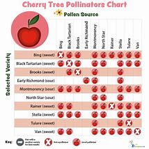 Image result for Compatible Apple Trees for Pollination