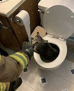 Image result for Cat Stuck in Toilet