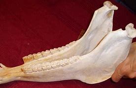Image result for Donkey Jawbone