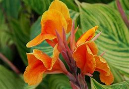 Image result for Canna Taroundant