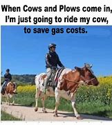 Image result for Cow On a Plow Meme