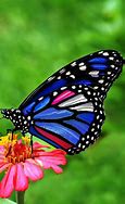 Image result for Image of Beautiful Butterfly