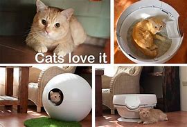 Image result for Cat Litter Box Meme