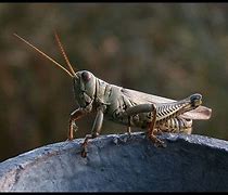 Image result for Pet Cricket