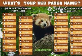 Image result for Panda Names