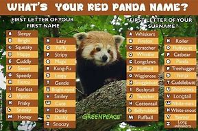 Image result for Panda Names Boy