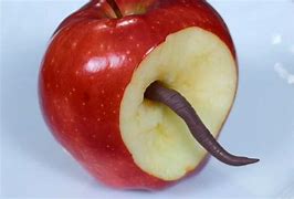 Image result for Earth Apple Worm Human