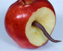 Image result for Apple with Worm