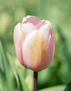 Tulipa Salmon Impression 的图像结果