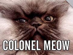 Image result for Colonel Meow Meme