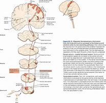 Image result for Pathway Infographic