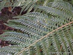 Image result for Polystichum setiferum Plumosum Bevis