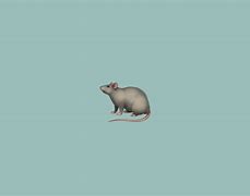 Image result for Rat Emoji Copy/Paste