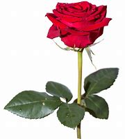 Image result for Rose Rouge PNG