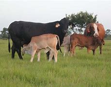Image result for Red Angus Cow Black Brahman Bull Cross