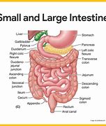 Image result for Intestines and Bowels