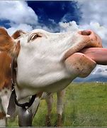 Image result for Funny Cow Face