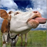 Image result for Holstein Cow Funny