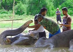 Image result for Biggest Elephant Ever Found