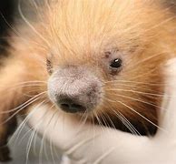 Image result for Baby Porcupine Quills