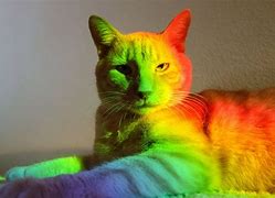 Image result for Rainbow Cat