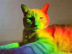 Image result for Rainbow Cat Desktop