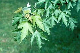 Acer saccharinum に対する画像結果