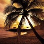 Image result for Sunset Palm Tree Wallpaper Lptop