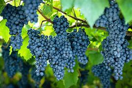 Image result for Tolo Syrah