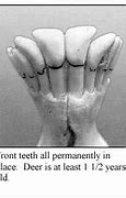 Image result for Deer Tooth Aging Chart
