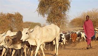 Image result for Cattle Raid Maasai