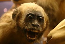 Image result for Monkey with Head Phones On Meme