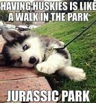 Image result for UW Huskies Meme