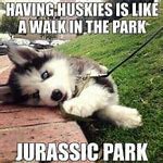 Image result for Laughing Husky Meme